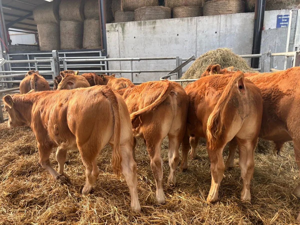 12 super u grade limosin bulls - Image 1