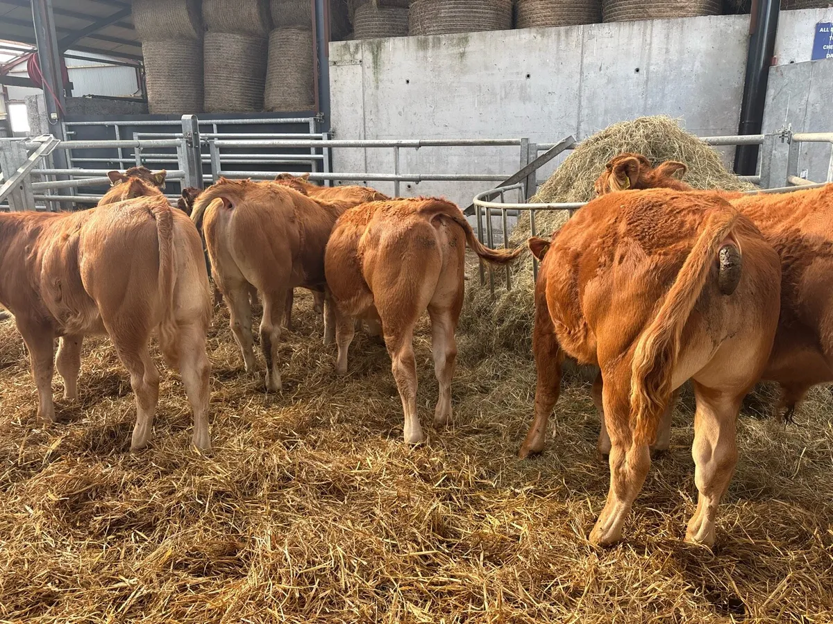 12 super u grade limosin bulls - Image 3