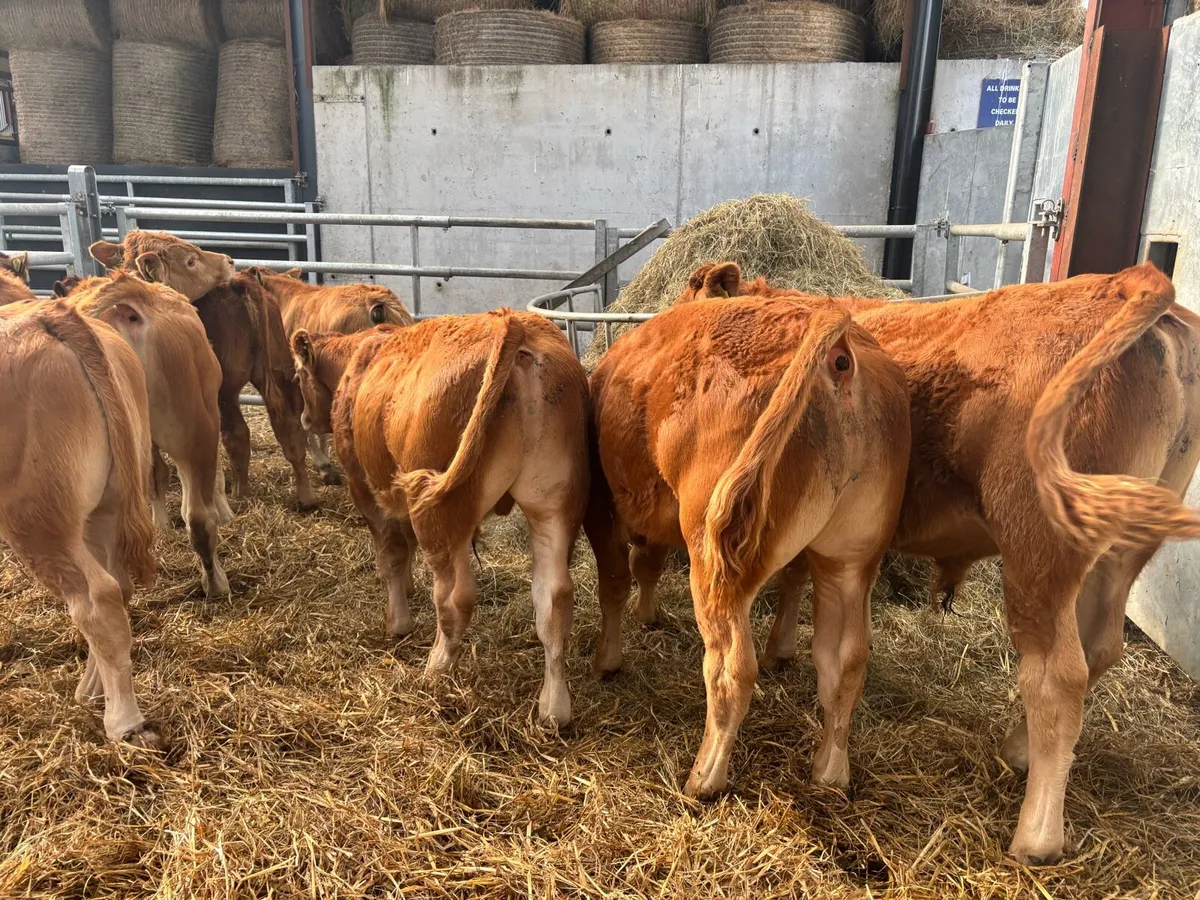 12 super u grade limosin bulls - Image 2