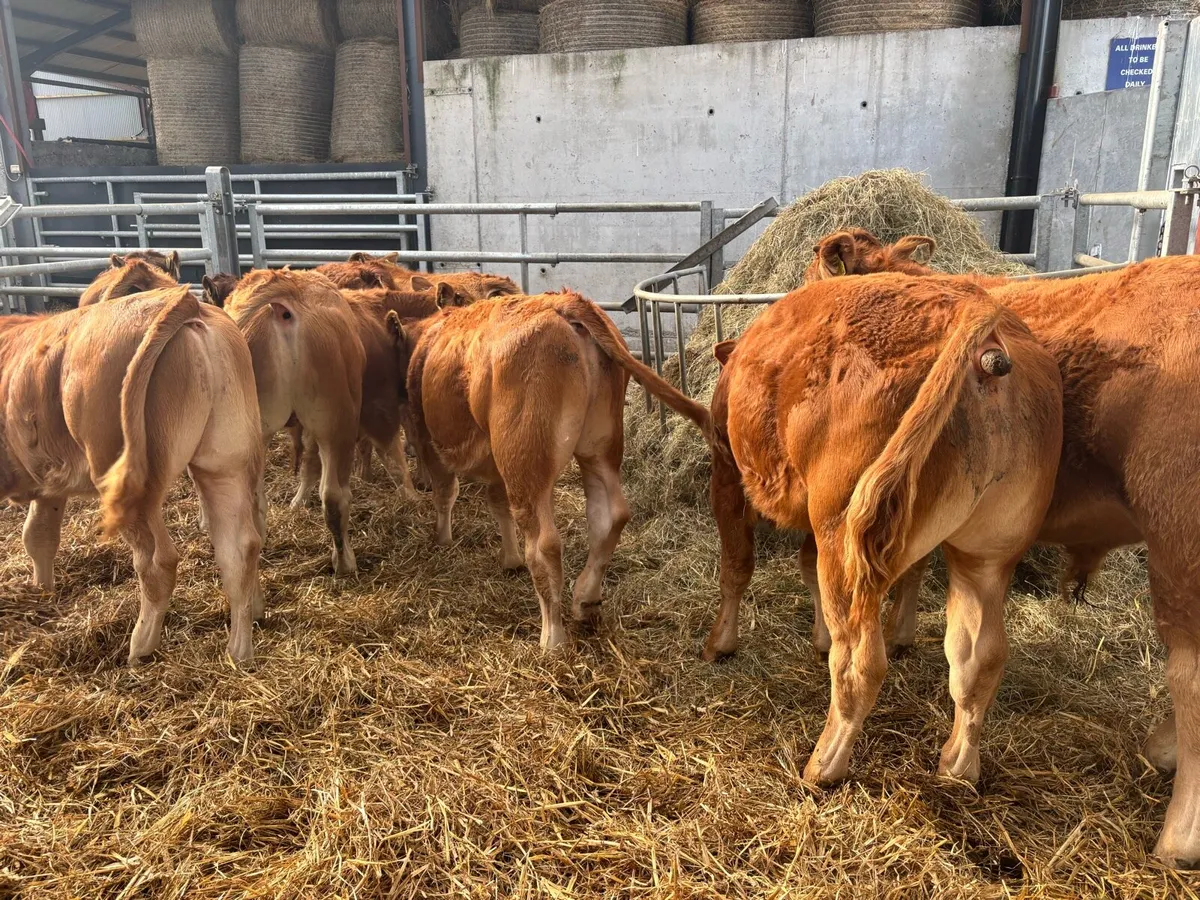 12 super u grade limosin bulls - Image 4