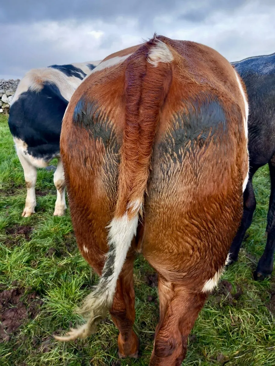 Breeding Heifers Ennis Mart Thurs 24th Sept - Image 3