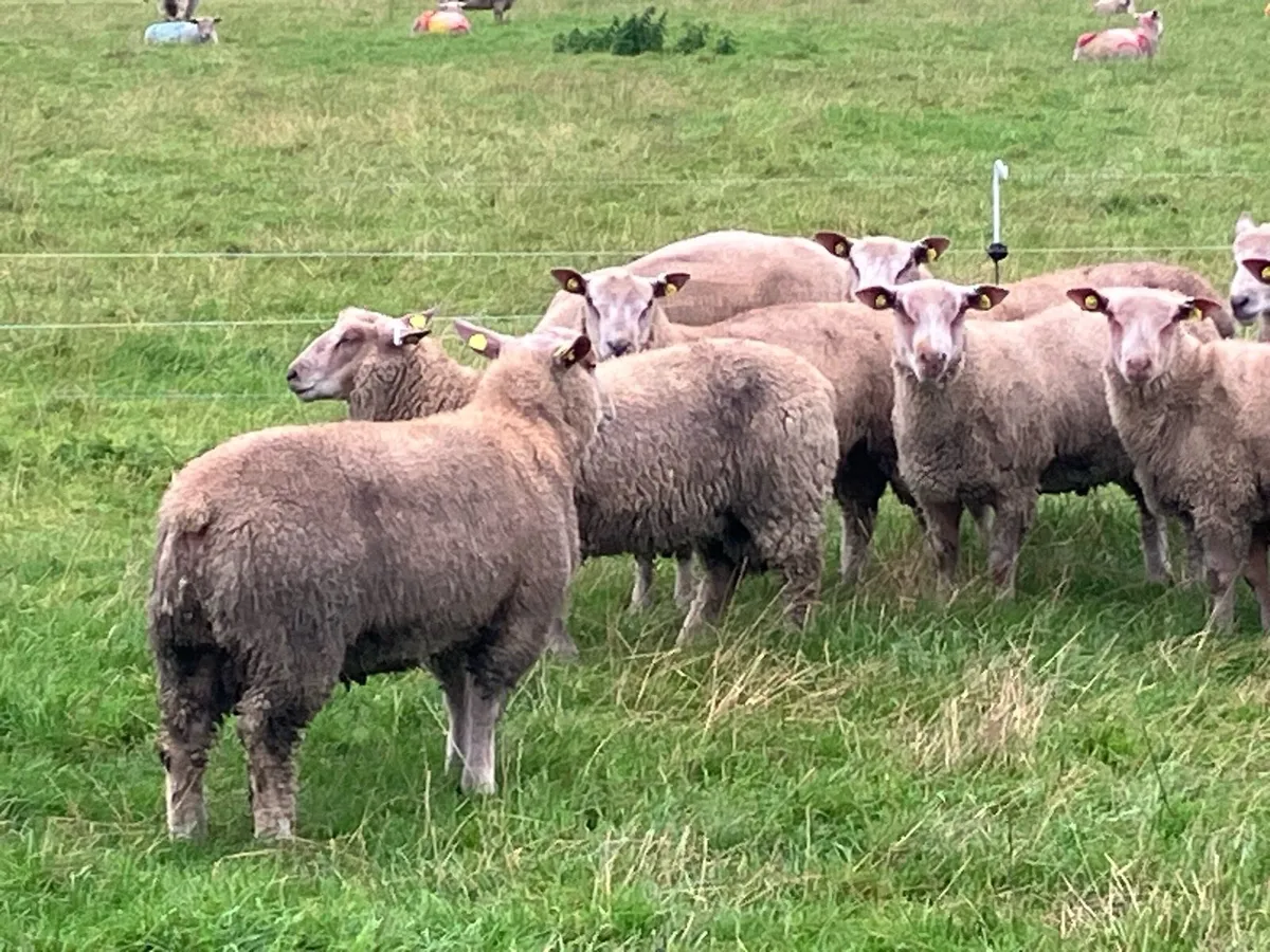 Rams for Sale - Image 2