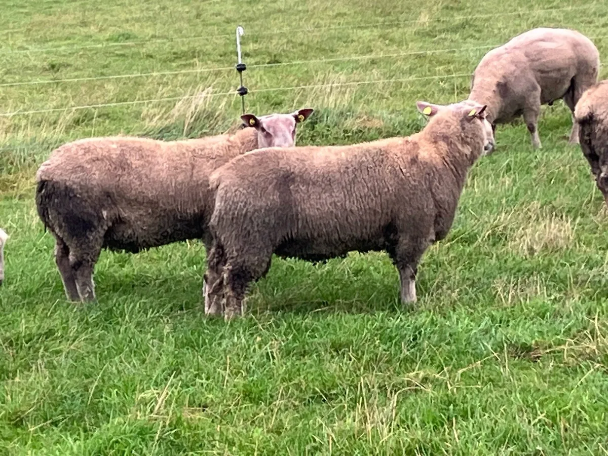 Rams for Sale - Image 3