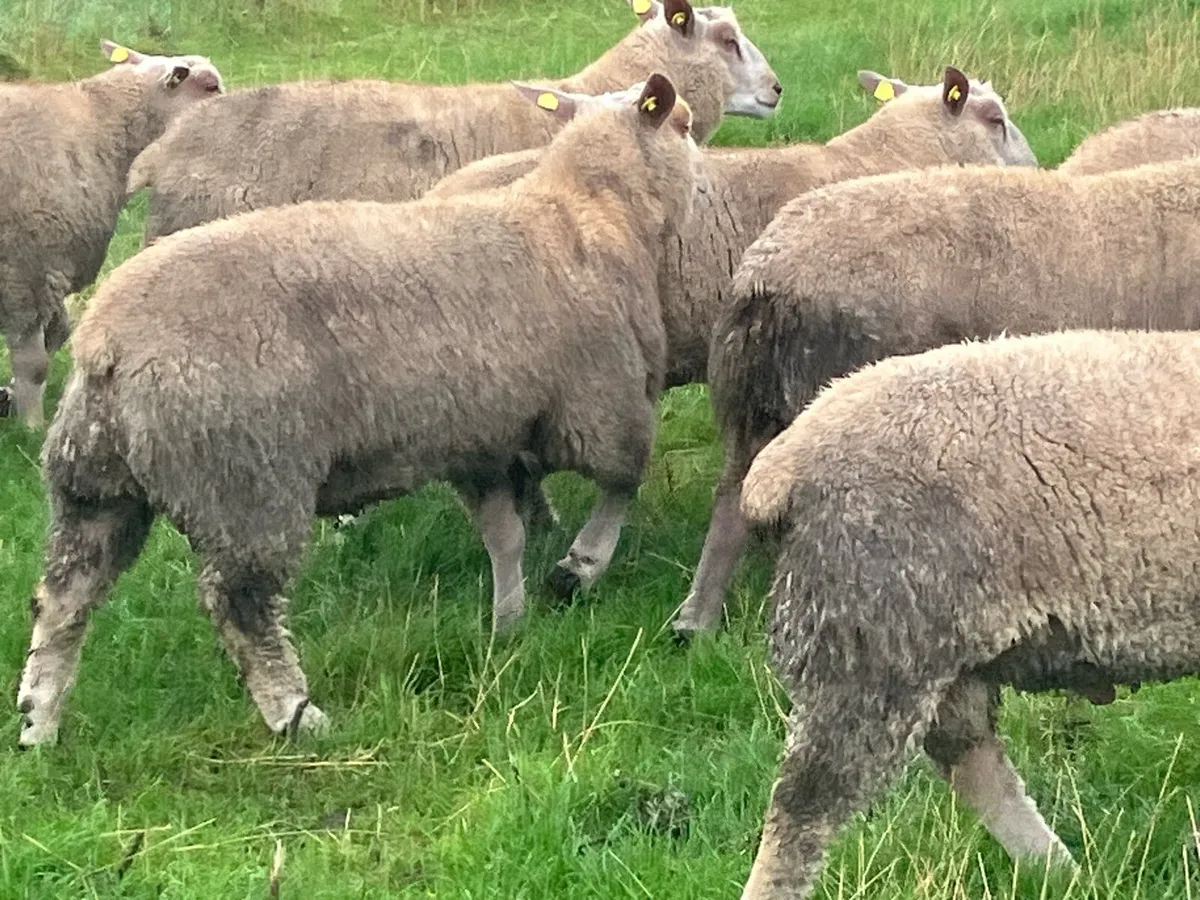Rams for Sale - Image 4