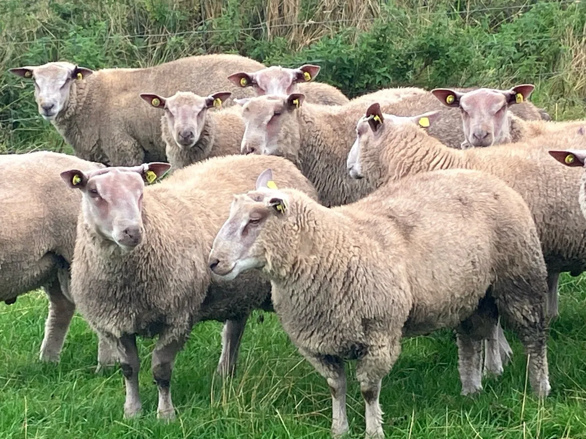 Rams for Sale - Image 1