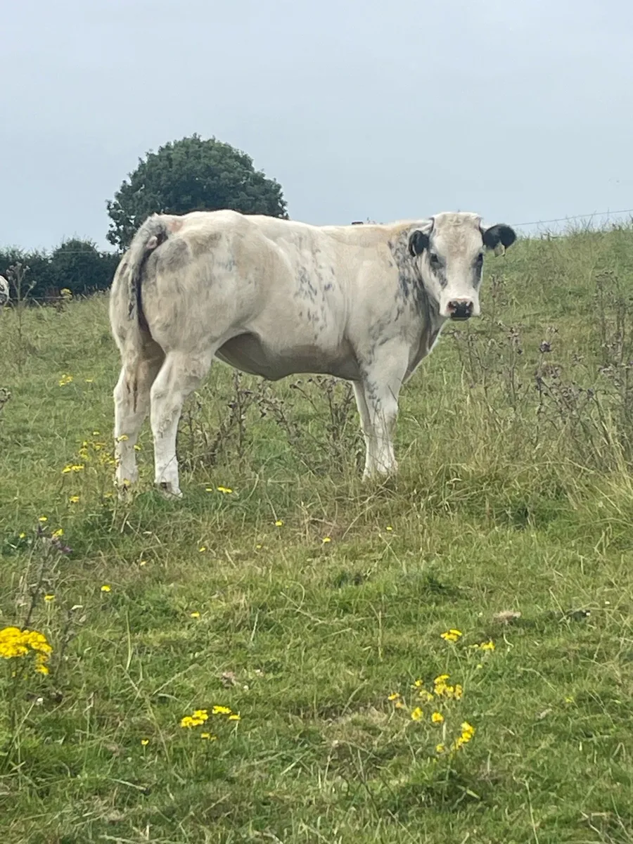 blue heifer - Image 1