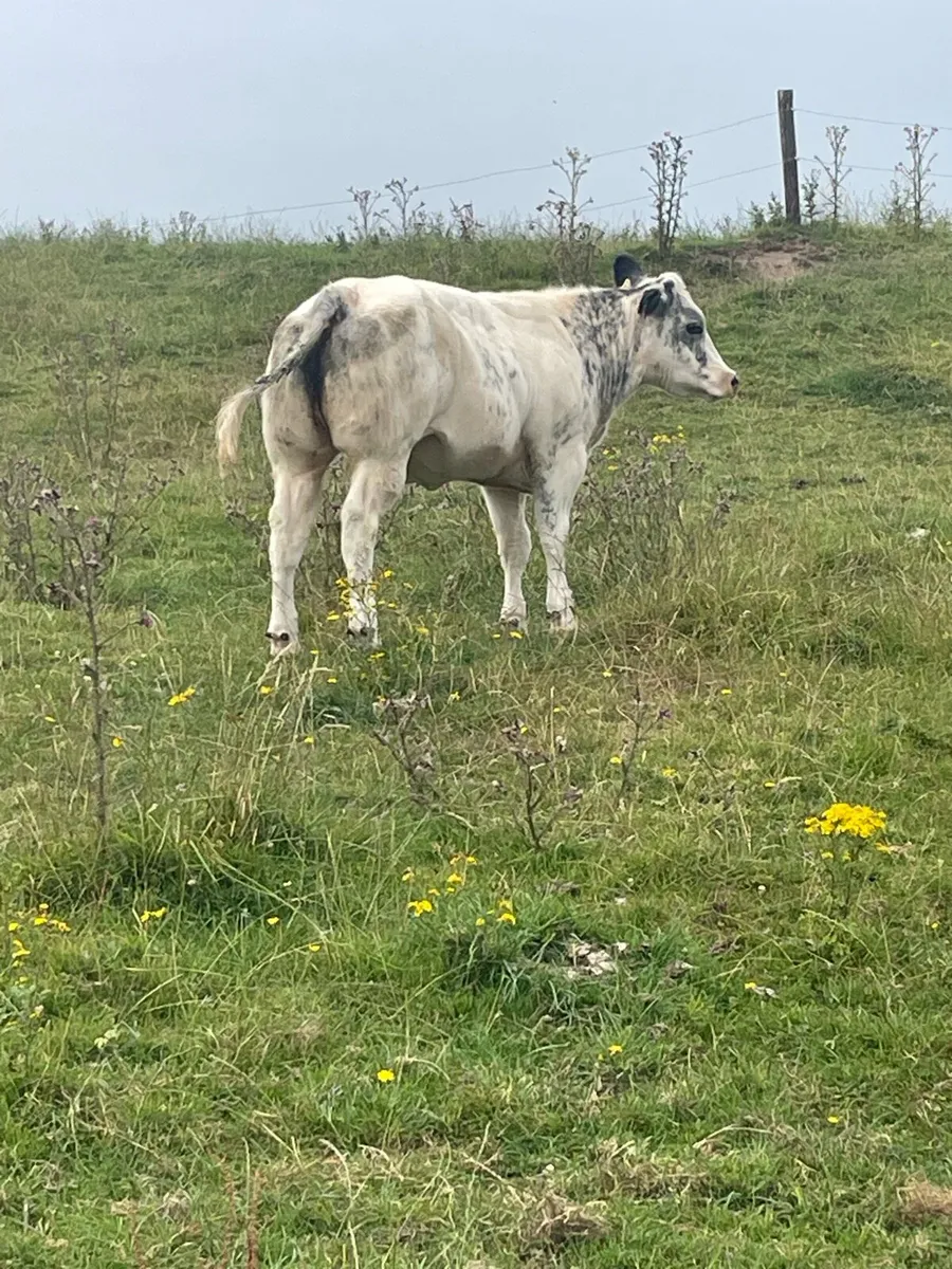 blue heifer - Image 2
