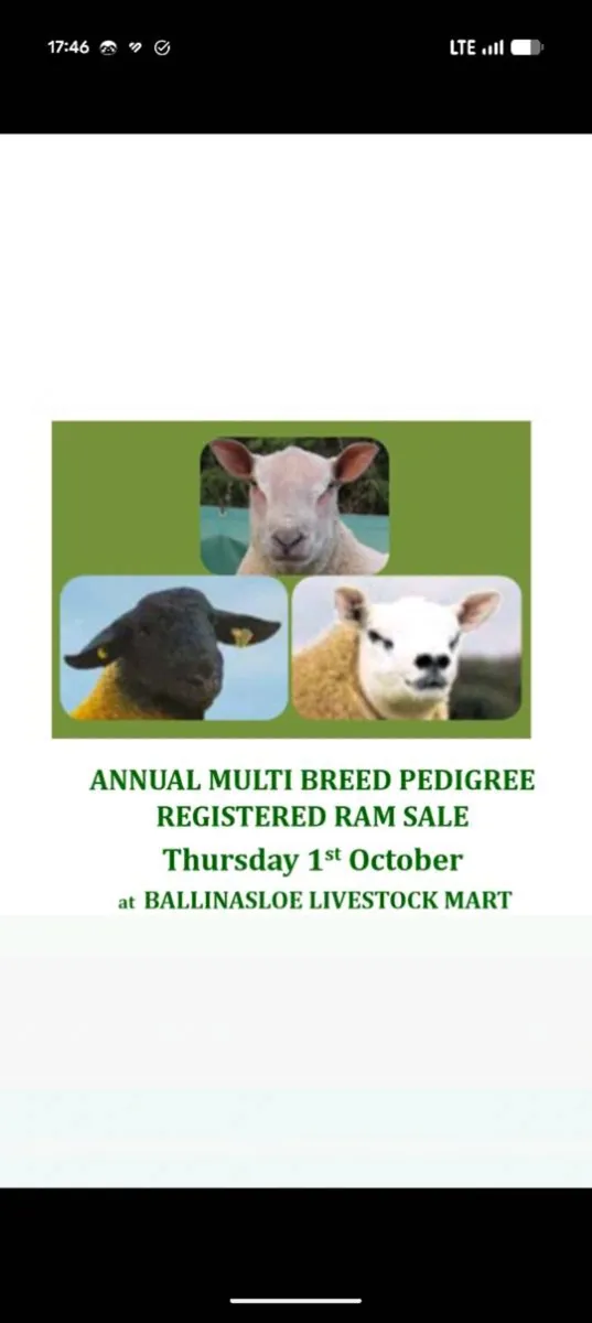 Annual Multibreed Pedigree Registered Ram Sale