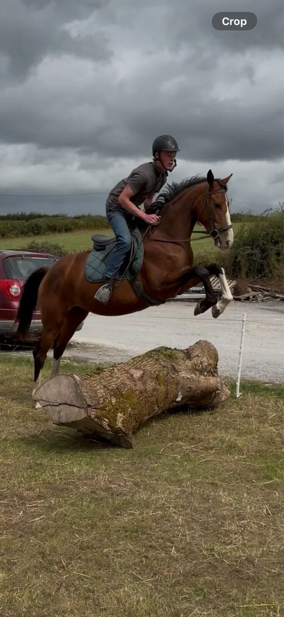 Registered Irish sport horse - Image 2