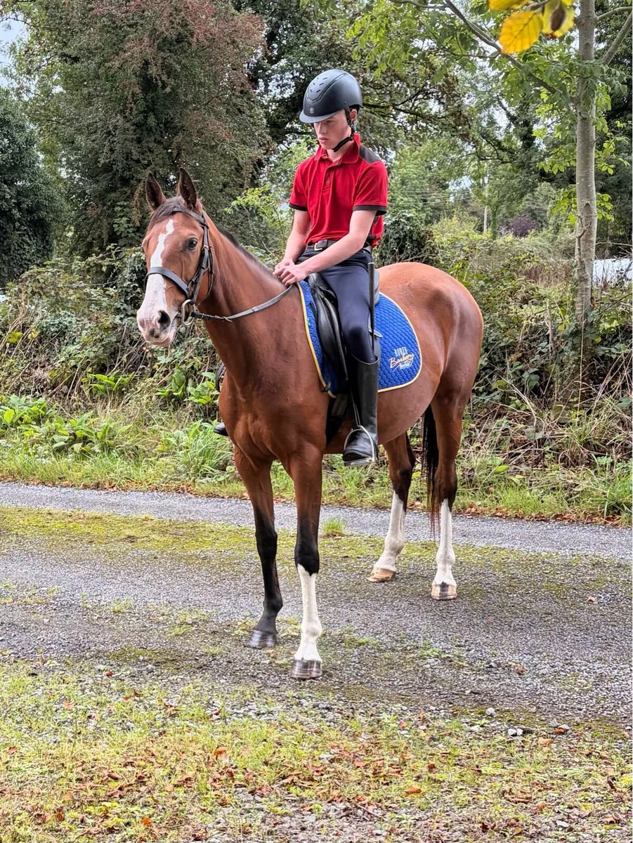 Registered Irish sport horse - Image 1