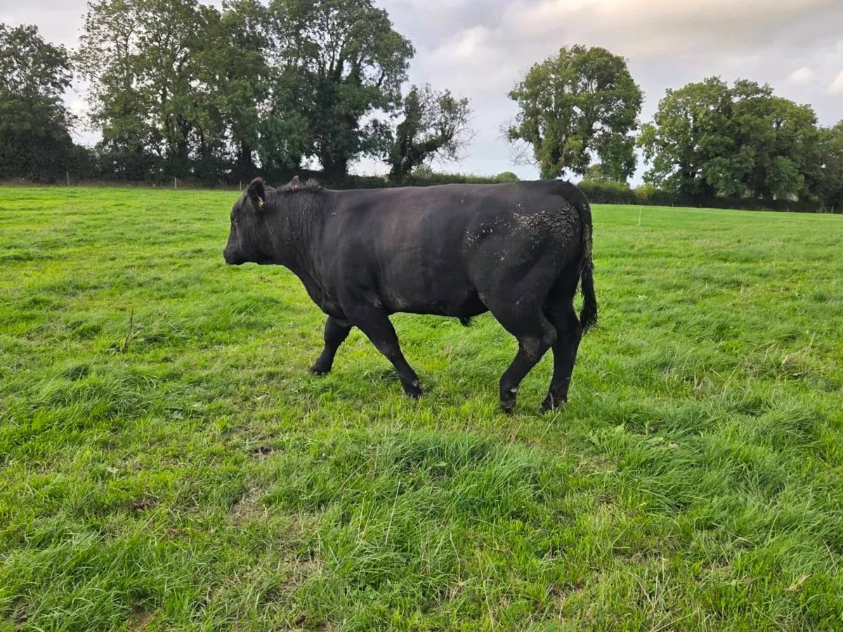 Pedigree Angus Bulls - Image 2