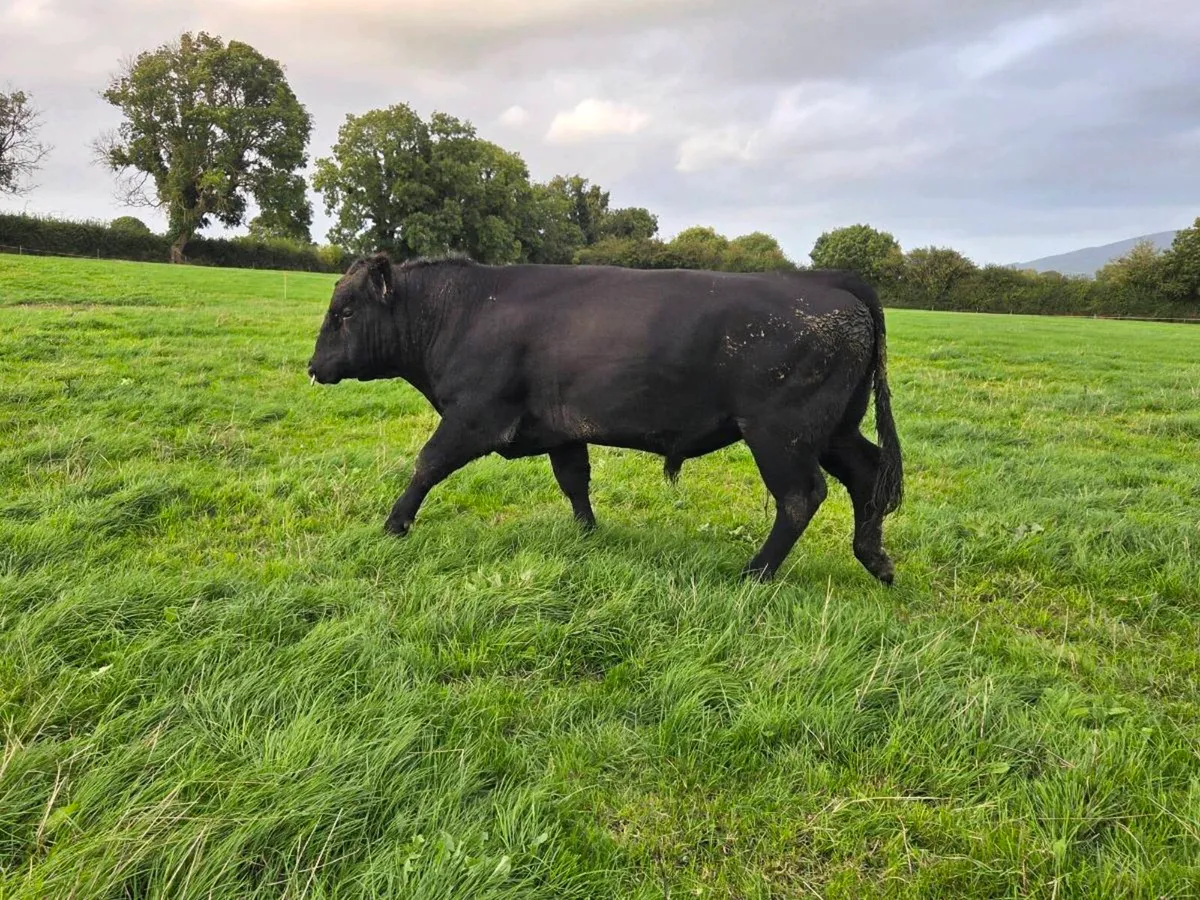 Pedigree Angus Bulls - Image 3