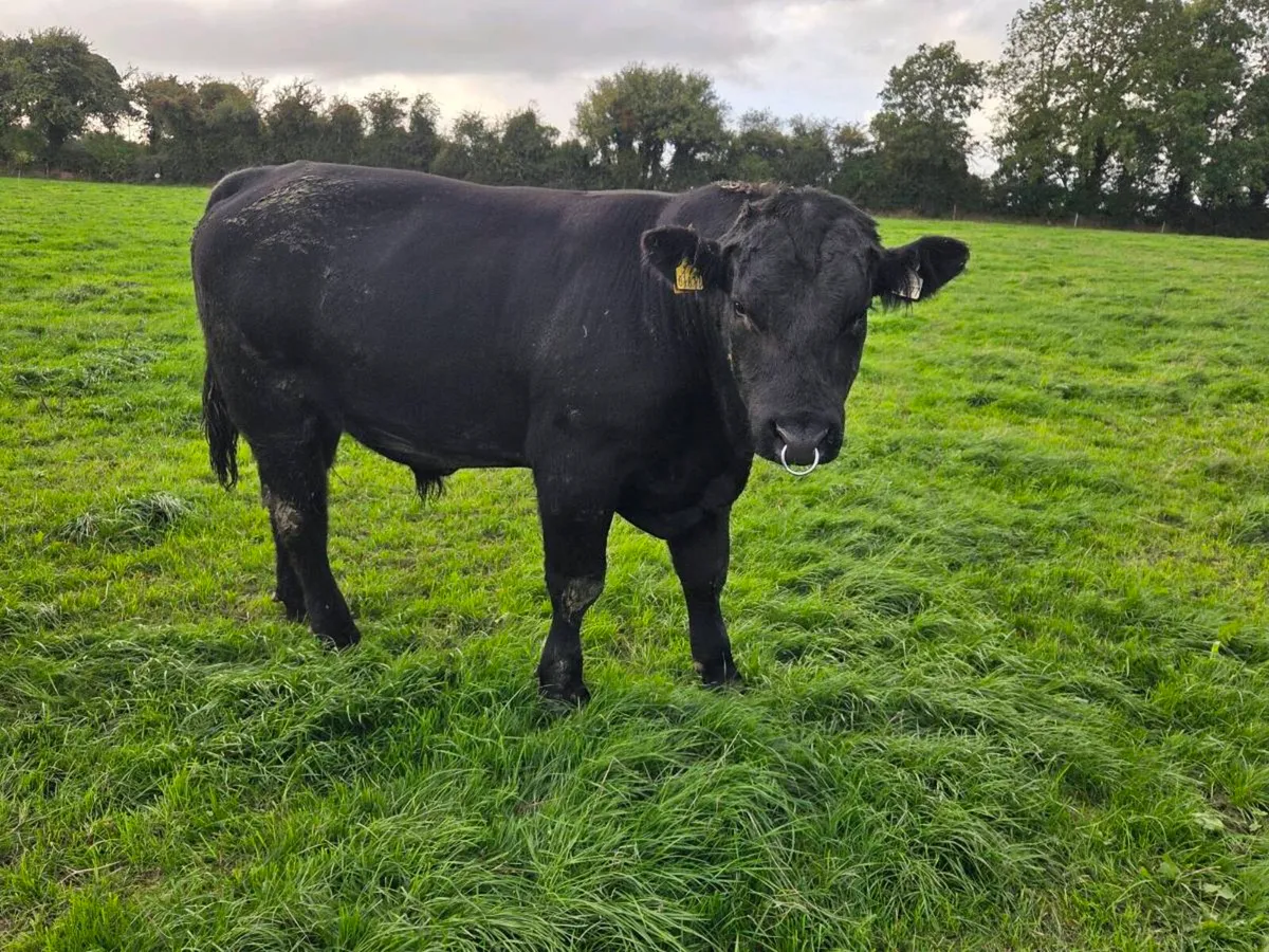 Pedigree Angus Bulls - Image 4