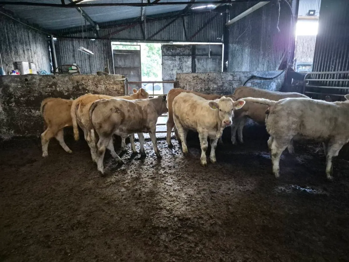 Beef cattle - Image 4