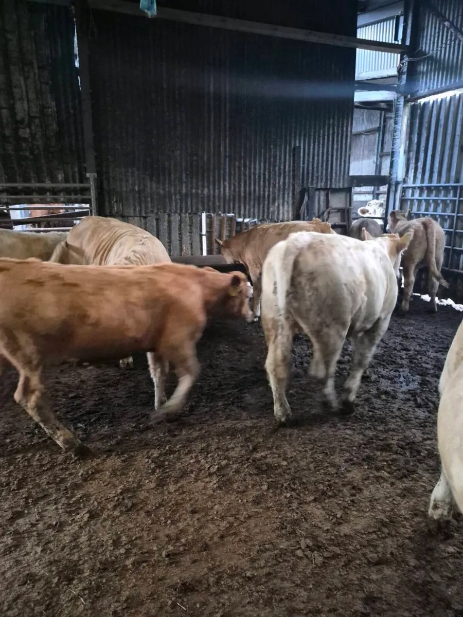 Beef cattle - Image 3