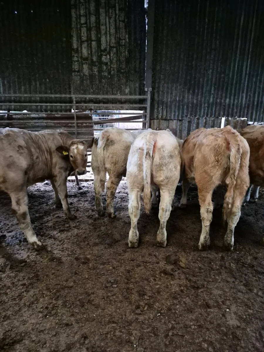 Beef cattle - Image 2