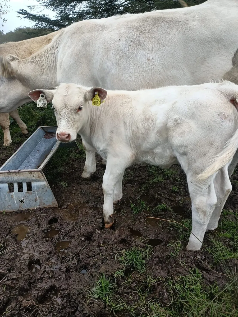 Char cow & Calf & Weanlings - Image 1