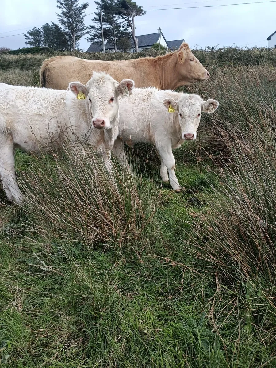 Char cow & Calf & Weanlings - Image 3