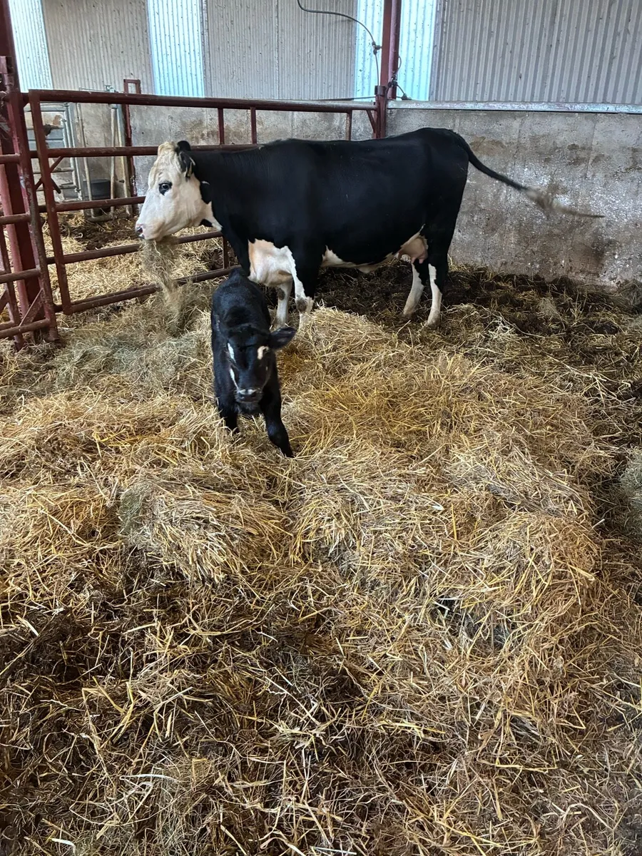 heifer with calf - Image 2