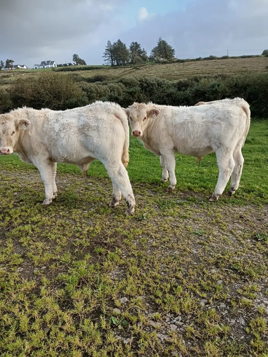 Char cow & Calf & Weanlings - Image 2