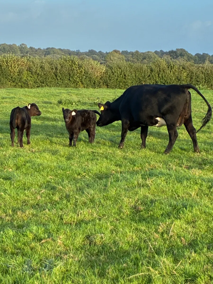 heifer with calf - Image 4