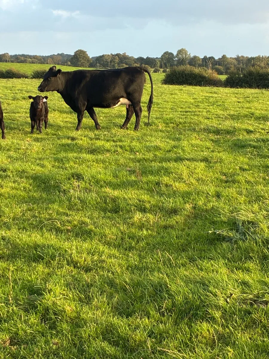 heifer with calf - Image 3