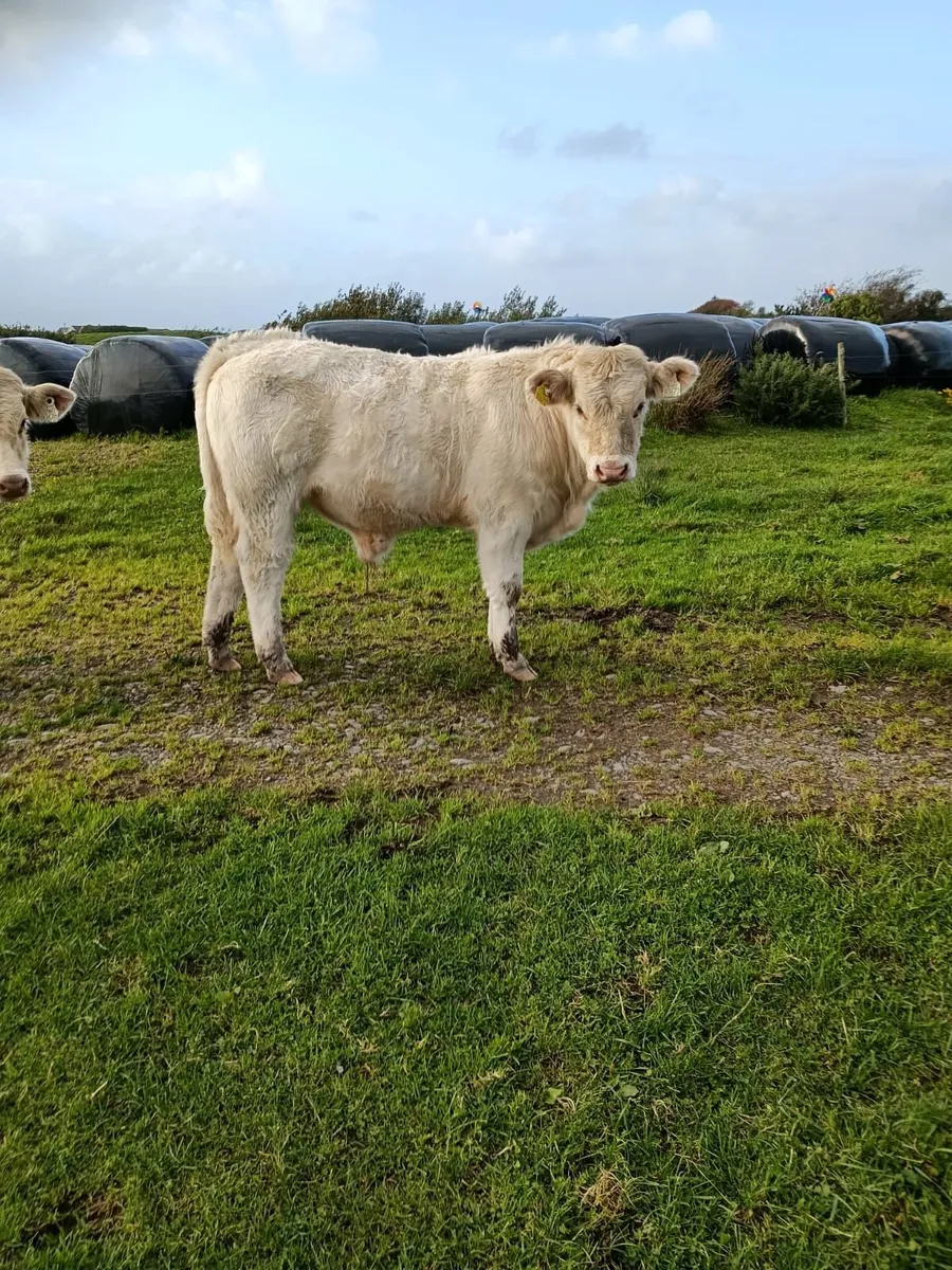 Char cow & Calf & Weanlings - Image 4