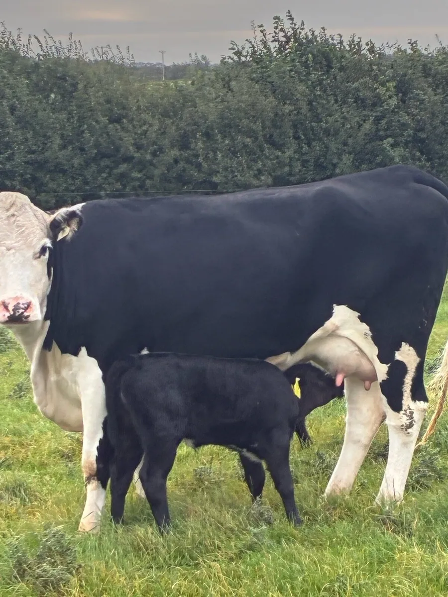 heifer with calf - Image 1