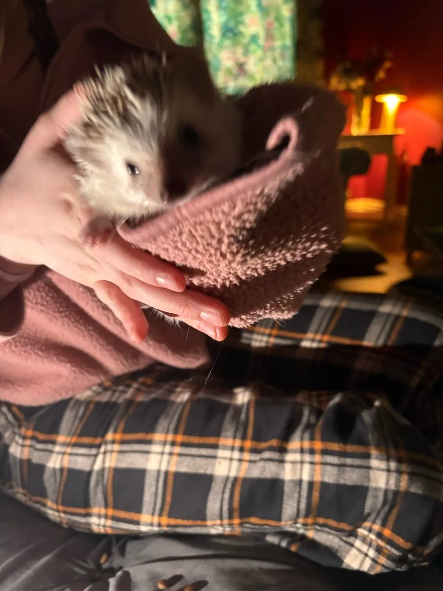 African pigmy hedgehog for sake