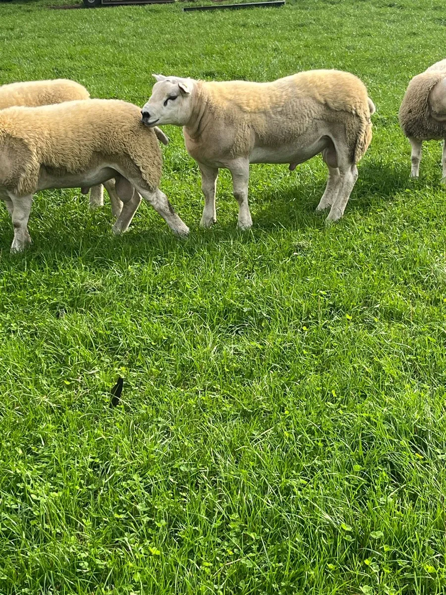 Texel ram lambs - Image 2
