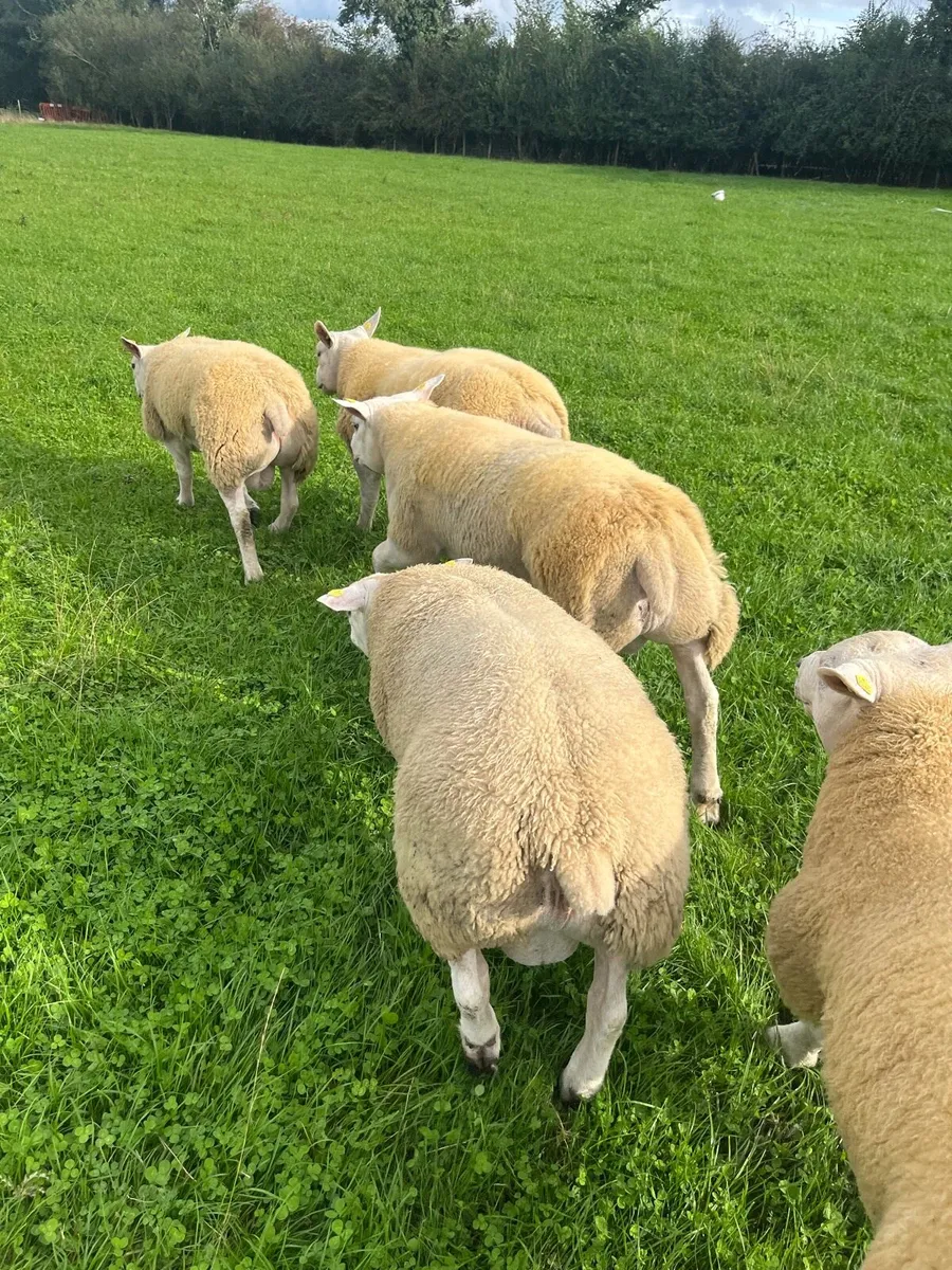 Texel ram lambs - Image 3