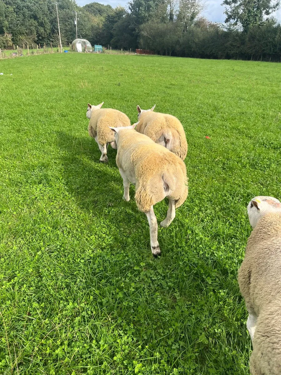 Texel ram lambs - Image 4