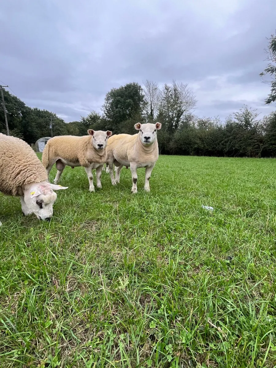 Texel ram lambs - Image 1