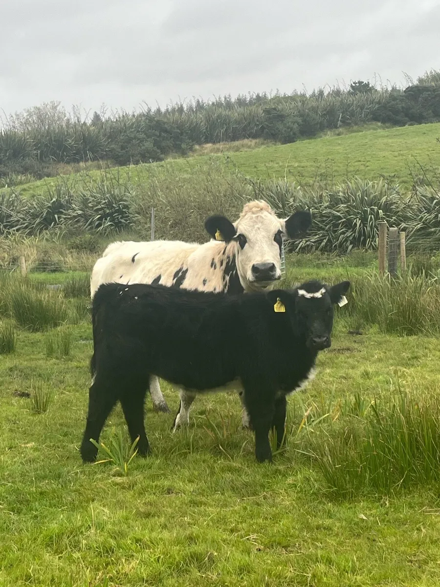 Super 5⭐️ blue cow and heifer calf at foot - Image 1