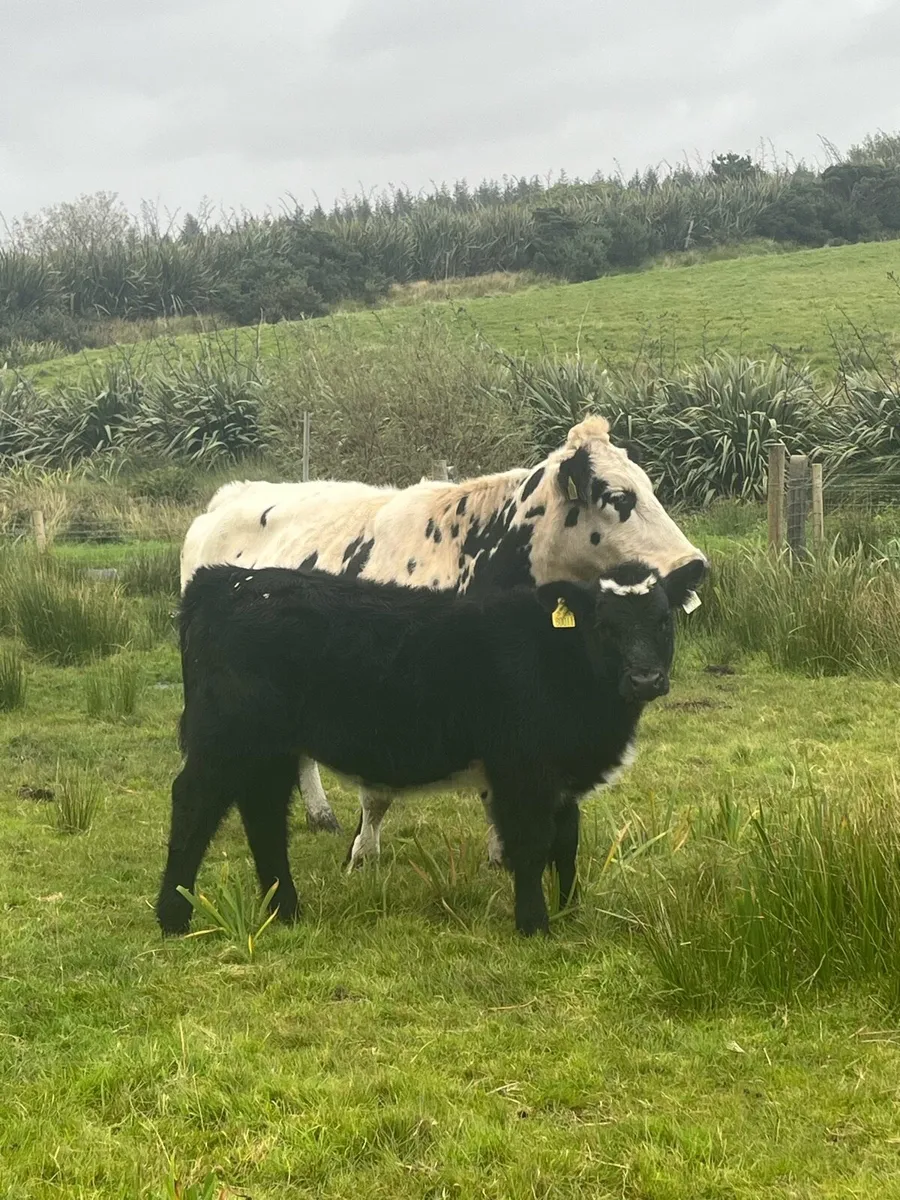 Super 5⭐️ blue cow and heifer calf at foot - Image 2