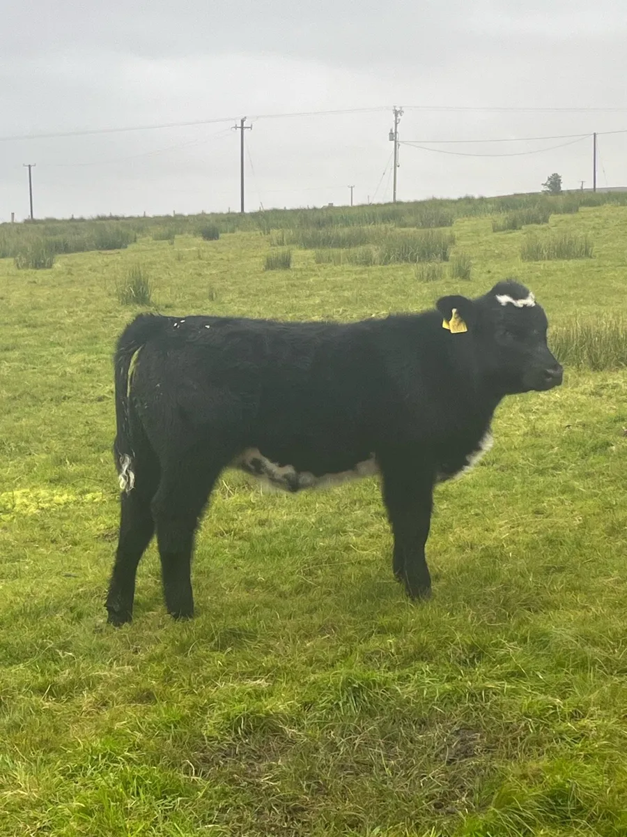 Super 5⭐️ blue cow and heifer calf at foot - Image 3