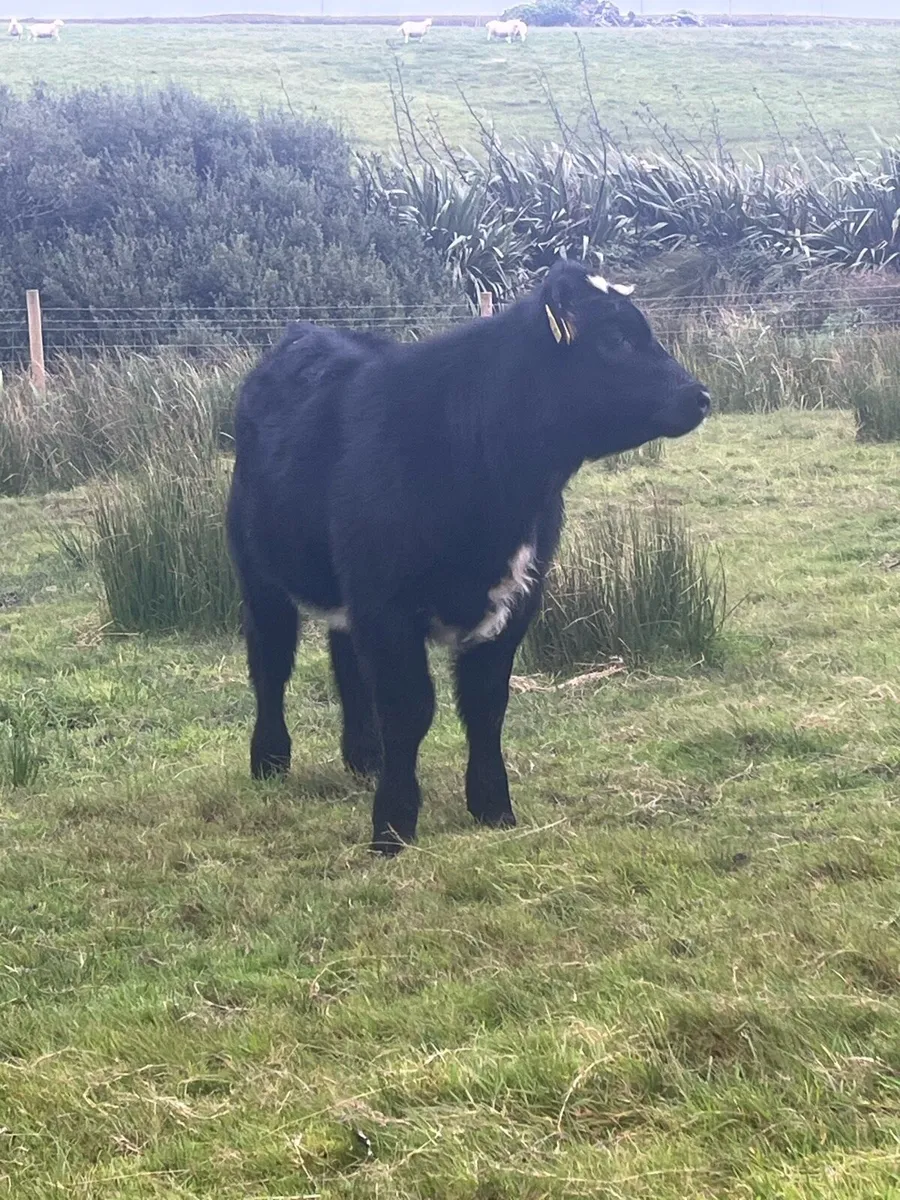 Super 5⭐️ blue cow and heifer calf at foot - Image 4