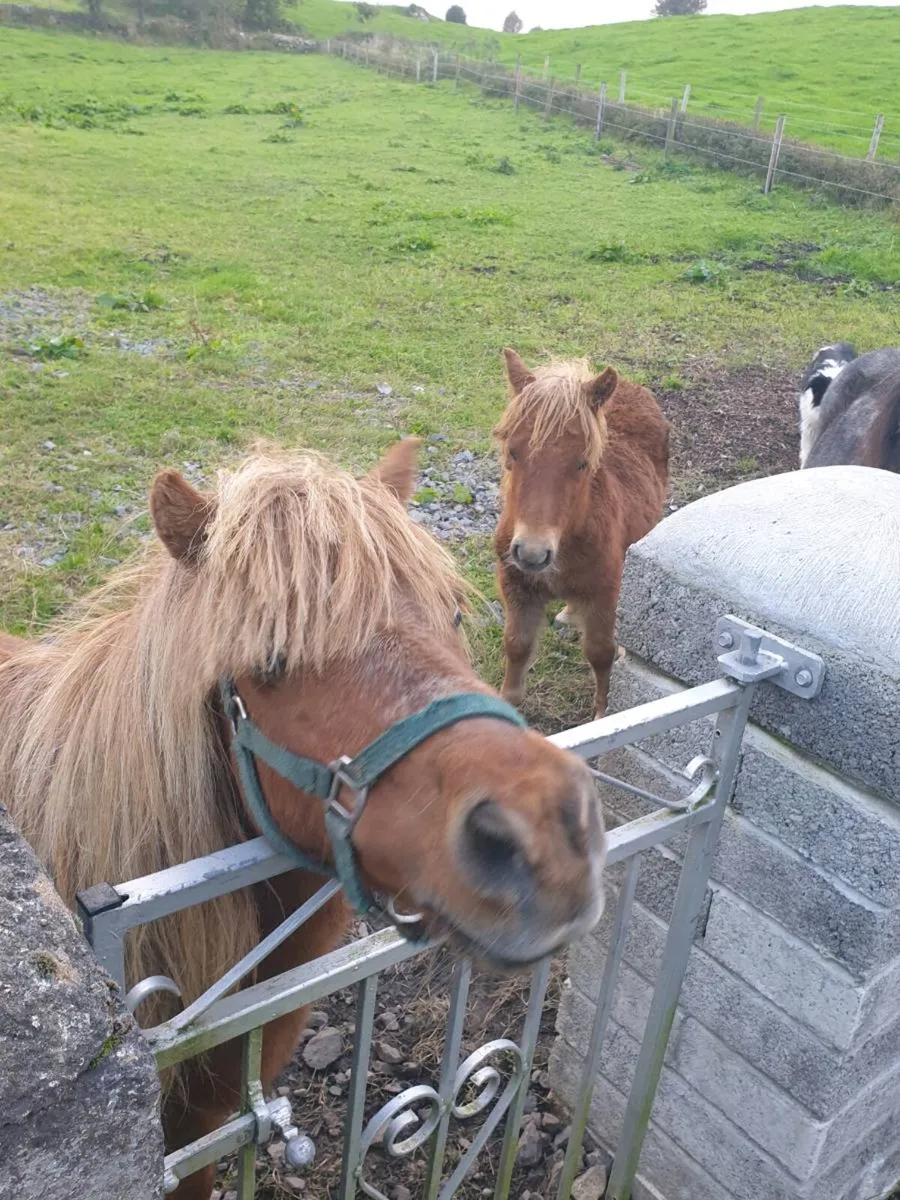 Minature Shetland - Image 2