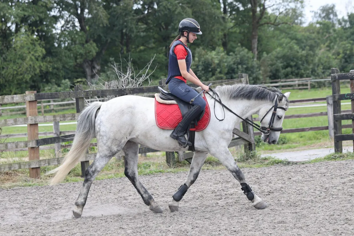 Pony - Image 3