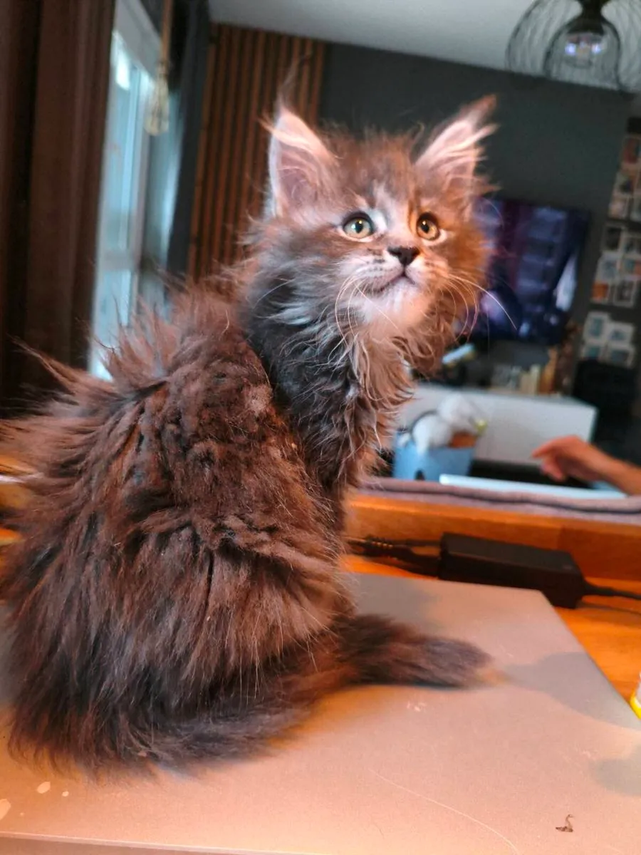 TICA registeredl Maine coon kittens - Image 1
