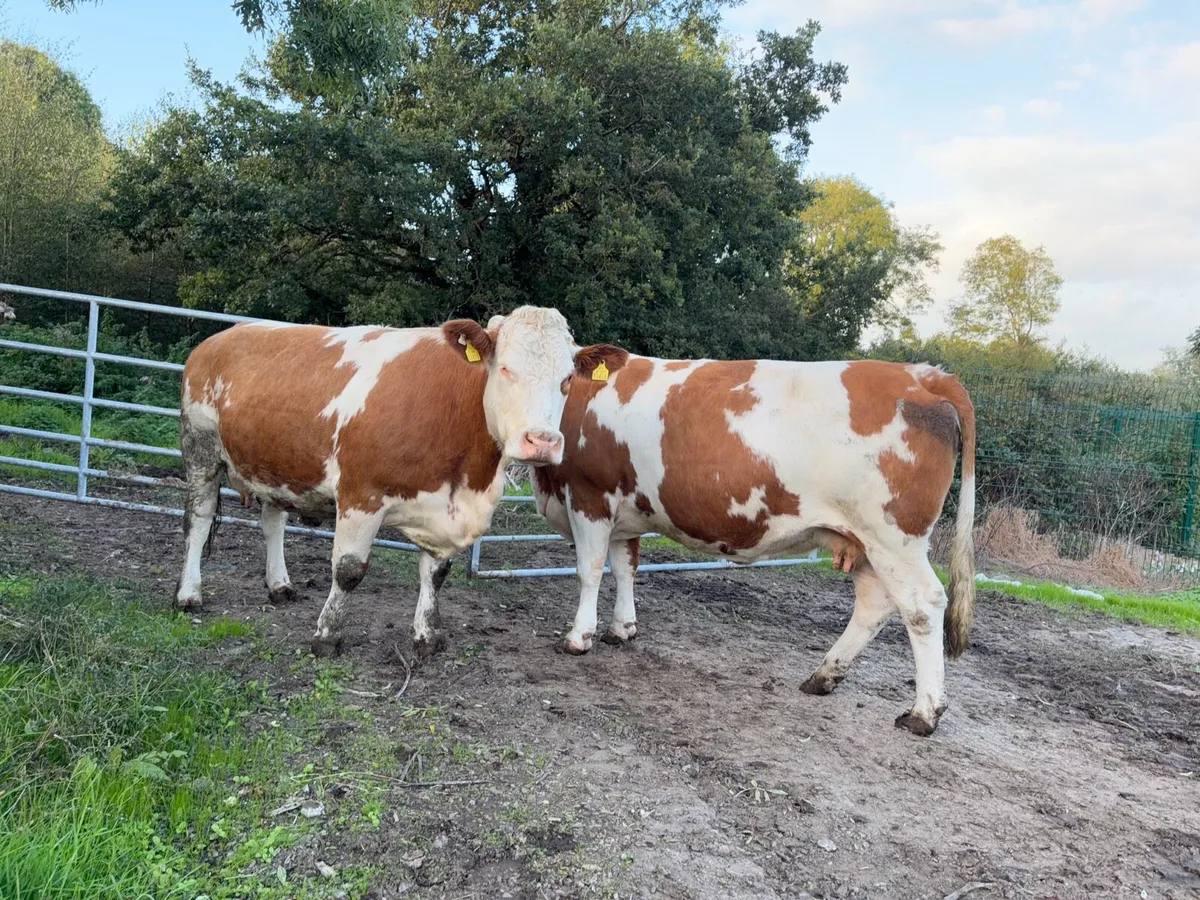 2 Simmental - Image 2