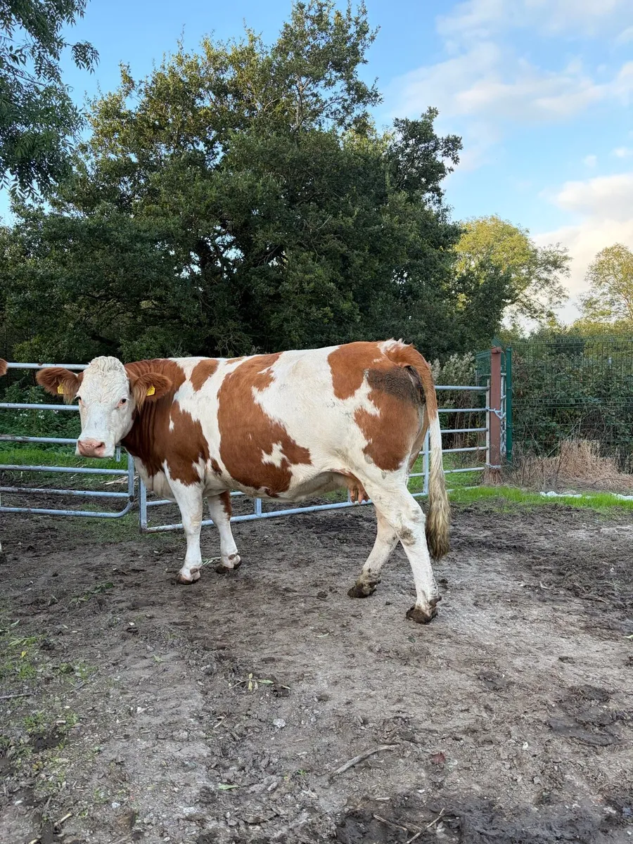 2 Simmental - Image 3