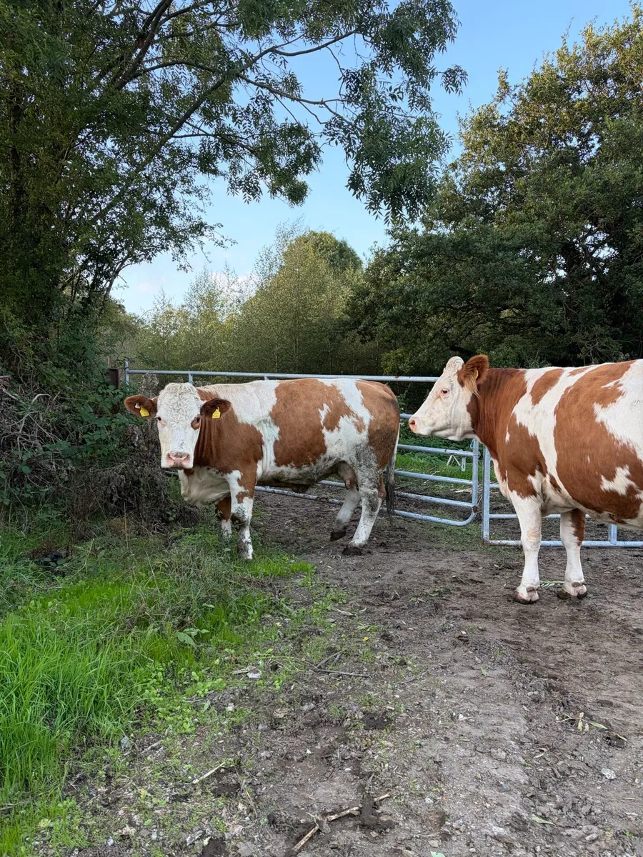 2 Simmental - Image 4