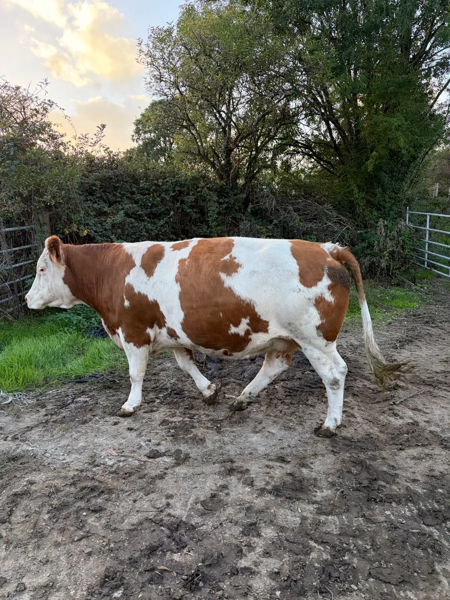2 Simmental - Image 1