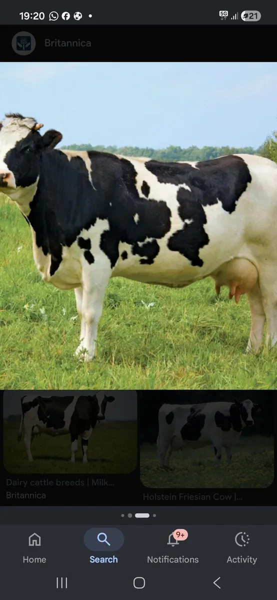 Wanted high selcount cow to rear a calf