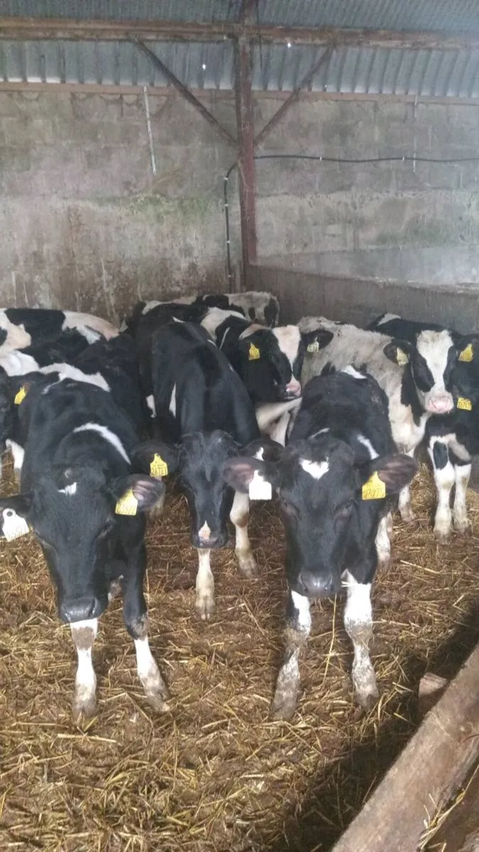 14 smashing friesian weanlings
