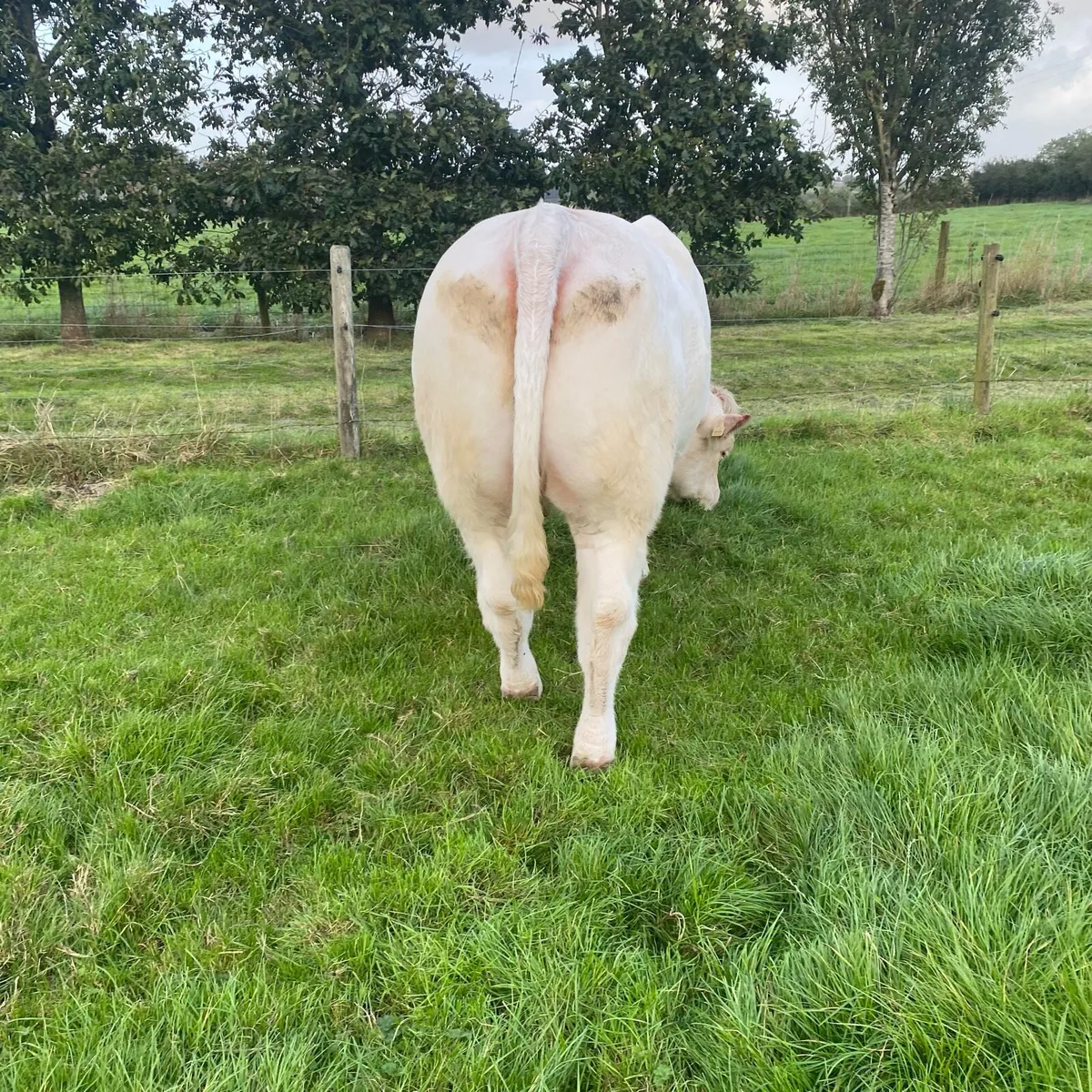 Pedigree in calf Charolais heifer - Image 1