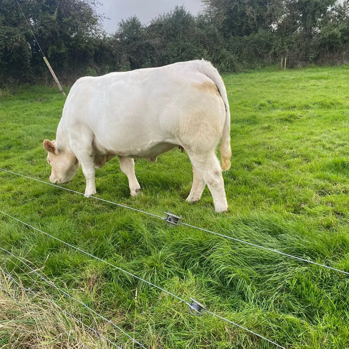Pedigree in calf Charolais heifer - Image 2