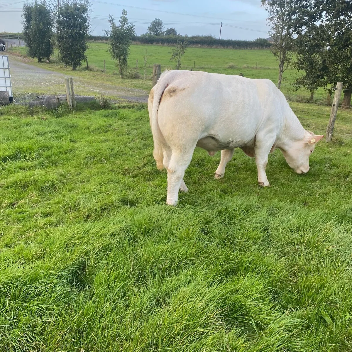 Pedigree in calf Charolais heifer - Image 3