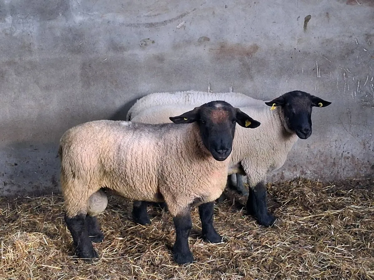 BREEDING RAMS FOR SALE - Image 1